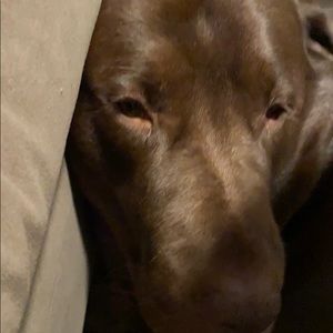 Meet your Posher, Leslie rose